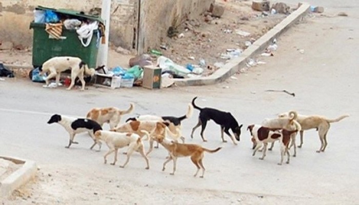 كلاب الشوارع حول القمامة كلاب الشوارع حول القمامة